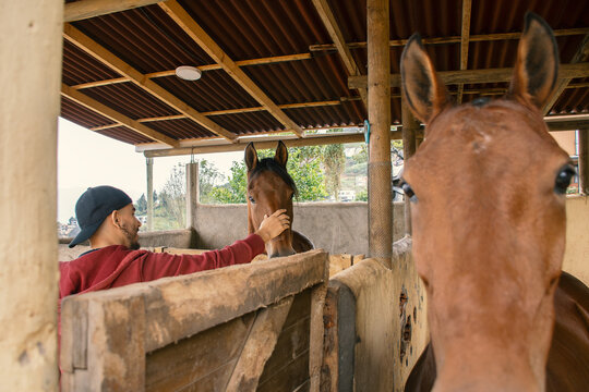 Close-up of mare while man caresses horse nose at it's stable