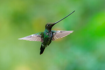Fototapeta premium Extreme close-up and action photography of a rare Sword-billed Hummingbird (Ensifera ensifera) in flight, showcasing its extraordinarily long beak and iridescent green plumage against a soft bokeh.