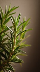 Fototapeta premium Close up of fresh rosemary herb with lush green leaves and soft background lighting