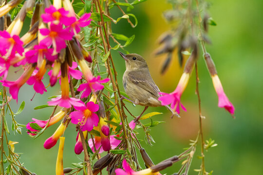 A female Rusty Flowerpiercer (Diglossa sittoides) perched among vibrant pink Cantua buxifolia flowers in the Peruvian Andes, showcasing its specialized hooked bill and buff-colored plumage