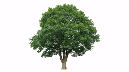 A vibrant green deciduous tree with a full canopy and sturdy trunk, isolated on a clean white background, perfect for design elements.