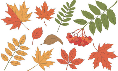 Obraz premium Colorful Autumn Leaves and Berries Set – Cartoon Fall Vector Illustration