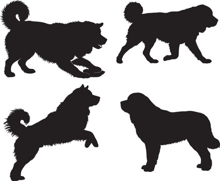  Tibetan Mastiff in silhouette on white background..