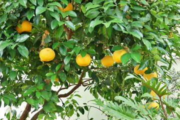 노랗게 익은 감귤