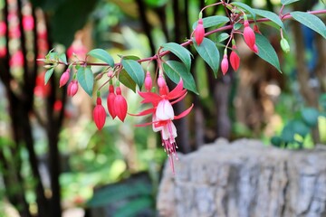 원예식물, 후크시아