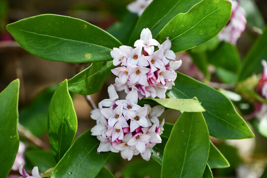ジンチョウゲ　Winter Daphne