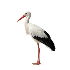 Obraz premium solitary white stork in perfect profile, transparent and velvety black plumage, vibrant orange-red bill and scarlet legs, standing motionless against a minimalist light studio backdrop, scientific