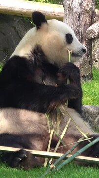 【縦動画】座って竹を食べるパンダのクローズアップ  ジャイアントパンダ  4K  大熊猫　