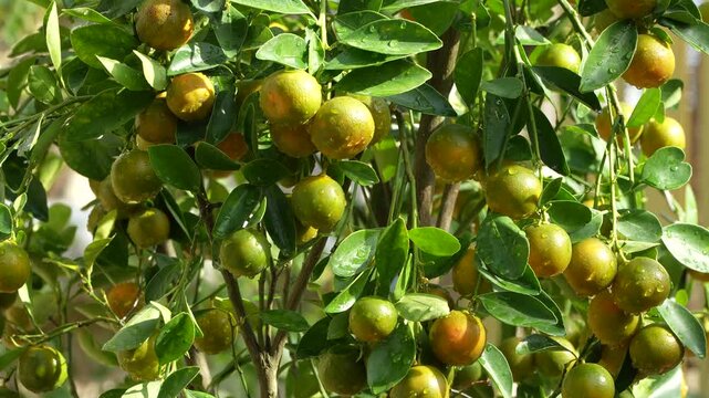 Fresh kumquat branch covered with water drops for Tet Spring