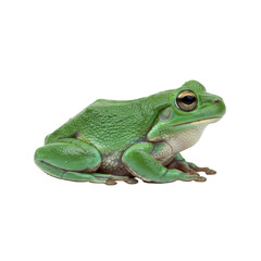 Obraz premium A single hyper-detailed emerald green tree frog with moist, granular skin and metallic golden eyes, isolated in a profile macro studio shot on a shadowless white background, celebrating biodiversity
