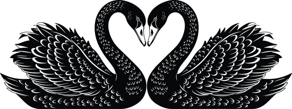 Black swan pair silhouette with heart shaped necks, romantic birds love symbol detailed vector illustration design