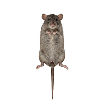 deceased brown rat lying rigidly on its back, matted grey-brown fur, lifeless scaly tail, isolated object on a seamless neutral transparent background. clinical forensic documentation