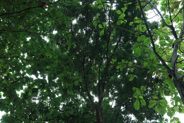 Towering woodland specimen vertical dominance. High canopy density ecological strength. Imposing forest growth sustainability symbol. Grand natural pillar countryside landmark