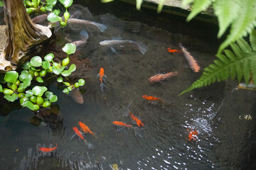 Top View of Comet Goldfish Swimming in a Garden Pond with Water Hyacinth