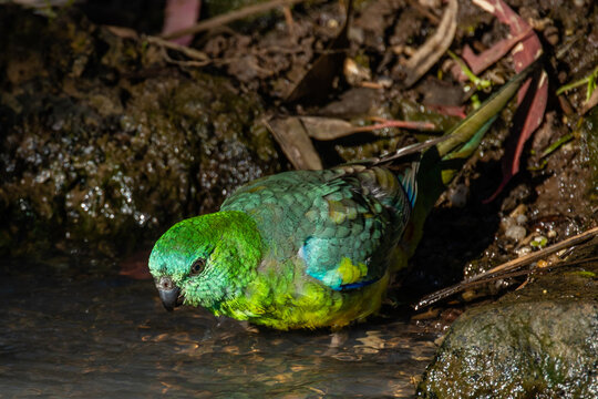 Red Rumped Parrot drinking