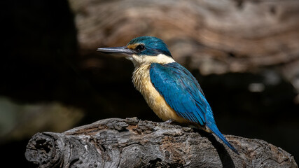 kingfisher on the branch