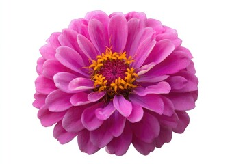 Close-up of a vibrant pink flower with a yellow center, isolated on white
