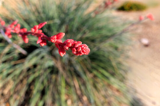 Close-up of Arizona desert native red yucca or Hesperaloe parviflora with fresh growth of flower buds in xeriscaped ground, Phoenix, Arizona; shallow DOF