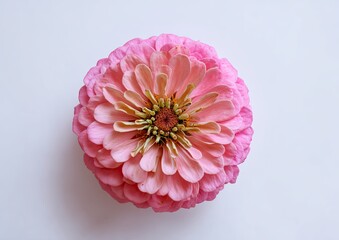 Close-up of a vibrant pink flower with multiple layered petals on a plain white background