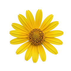 A vibrant yellow flower with a dark center, standing out against a white background isolated on transparent background