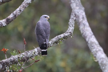 Gray Hawk perched elegantly on a branch.