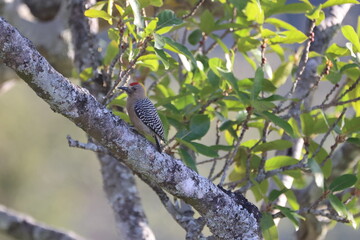 Fototapeta premium Red-bellied Woodpecker on a Branch