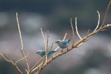 Blue-Gray Tanagers on a Branch Eating