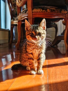 Sunlit Tabby Kitten Exploring Cozy Home Interior 
