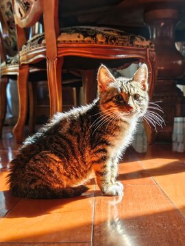 Sunlit Tabby Kitten Exploring Cozy Home Interior 