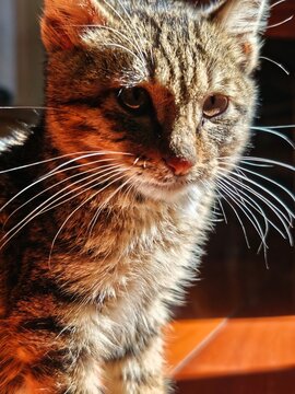 Sunlit Tabby Kitten Exploring Cozy Home Interior 