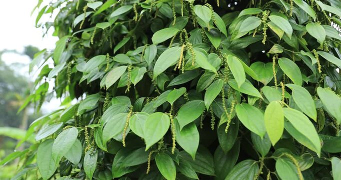 Black pepper fruits grow on tree in garden