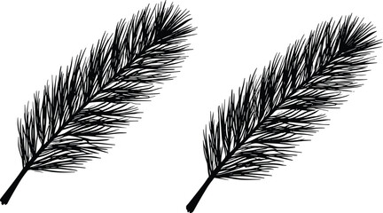 Obraz premium Pine needle branch silhouettes set, evergreen conifer twigs botanical black vector illustration isolated on white background