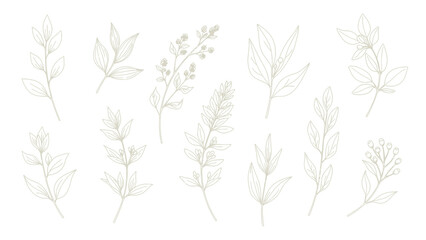 Set of various delicate white and light green botanical elements.