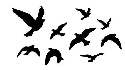 Obraz premium Silhouette Flock of Birds Flying in Formation Against White Background.