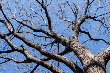 ナラ枯れ被害を受ける前のコナラの大木