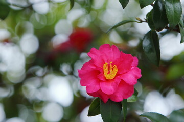 一輪の山茶花のクローズアップ