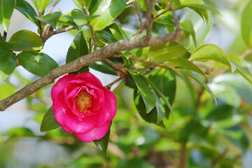 一輪の山茶花のクローズアップ