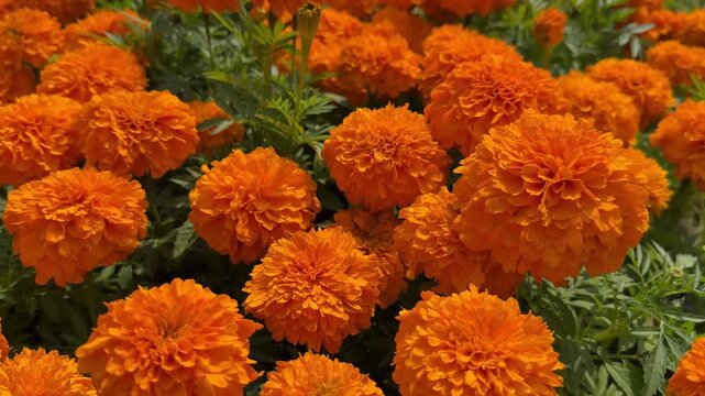 Rows of Bright Orange and Yellow Marigold Flowers