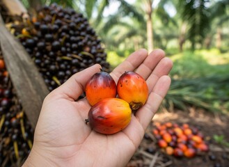 Fresh persimmon fruits held in hand with ripe black grapes and orange trees background