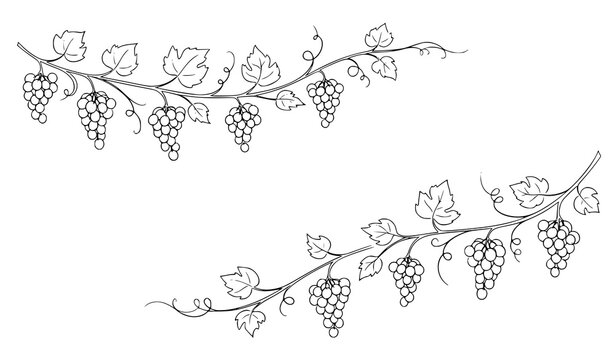 Minimal grape vine doodle banner hand drawn fruit botanical label vector template