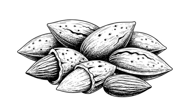 Hand drawn almond vector illustration retro ink sketch botanical nut