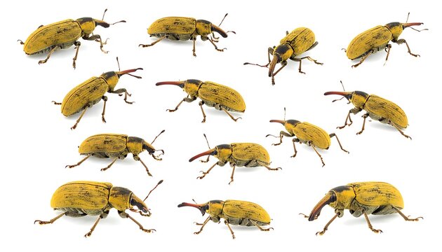 Multiple yellow weevils with long snouts scattered across a white background. Insects are positioned at various angles