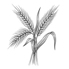 Black and white illustration of wheat stalks grain