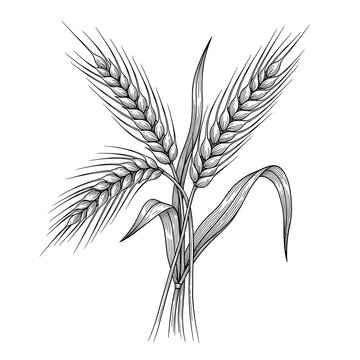 Black and white illustration of wheat stalks grain
