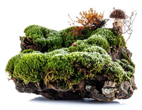 Mossy clod with a small mushroom, sprigs, and leaves on a neutral background