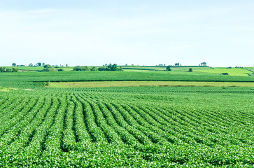 green field of crops
