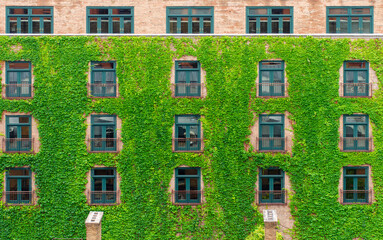 ivy covered brick walls and windows