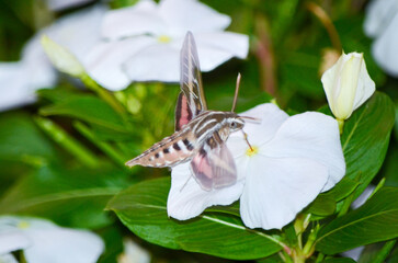 hawk moth on a flower