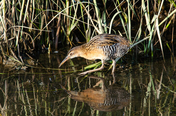king rail in a marsh