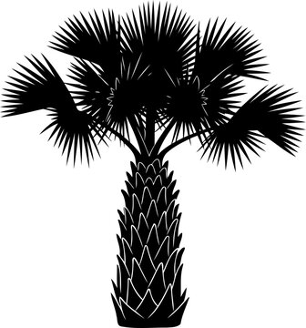 Cabbage palm tree silhouette with textured trunk
